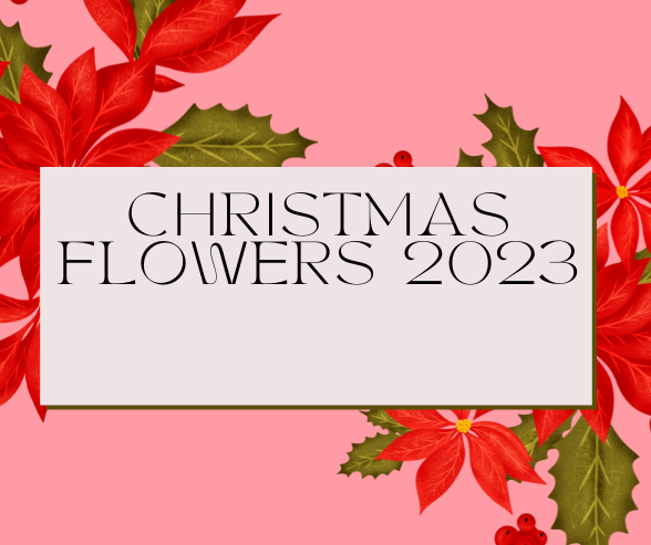 christmas-flowers-2023_145